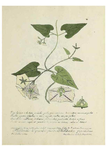 Reproducción/Reproduction 49501407961: Flore universelle. Saint-Denis :Au Bureau et chez Meilhac :[1848]-[1849]. 
