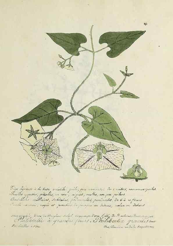 Reproducción/Reproduction 49501407961: Flore universelle. Saint-Denis :Au Bureau et chez Meilhac :[1848]-[1849]. 