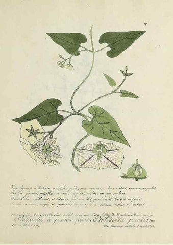 Reproducción/Reproduction 49501407961: Flore universelle. Saint-Denis :Au Bureau et chez Meilhac :[1848]-[1849]. 