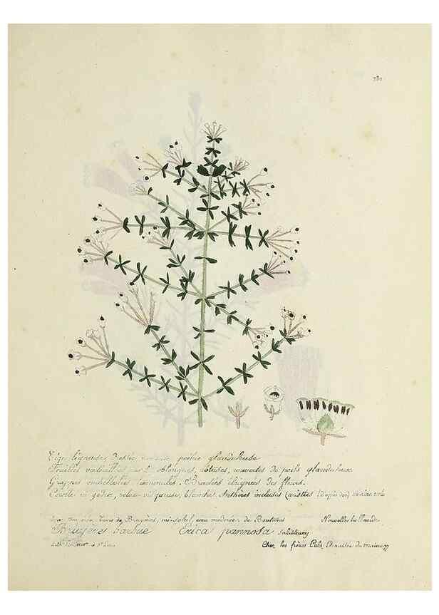 Reproducción/Reproduction 49500903613: Flore universelle. Saint-Denis :Au Bureau et chez Meilhac :[1848]-[1849]. 