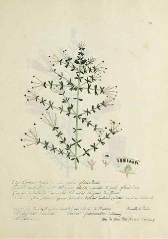 Reproducción/Reproduction 49500903613: Flore universelle. Saint-Denis :Au Bureau et chez Meilhac :[1848]-[1849]. 