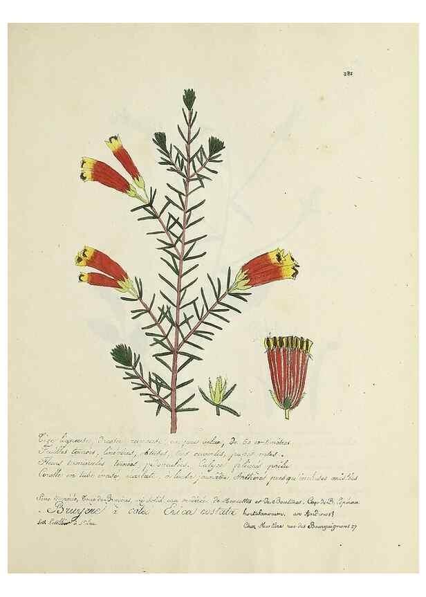 Reproducción/Reproduction 49500903933: Flore universelle. Saint-Denis :Au Bureau et chez Meilhac :[1848]-[1849]. 
