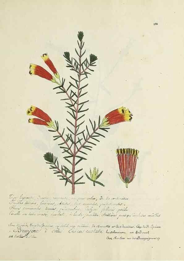 Reproducción/Reproduction 49500903933: Flore universelle. Saint-Denis :Au Bureau et chez Meilhac :[1848]-[1849]. 