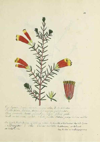 Reproducción/Reproduction 49500903933: Flore universelle. Saint-Denis :Au Bureau et chez Meilhac :[1848]-[1849]. 