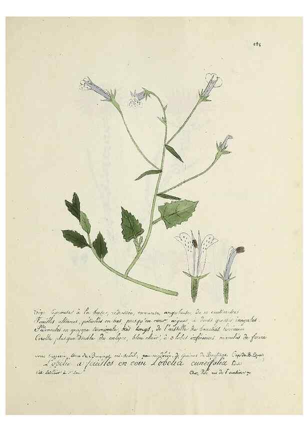 Reproducción/Reproduction 49500904373: Flore universelle. Saint-Denis :Au Bureau et chez Meilhac :[1848]-[1849]. 