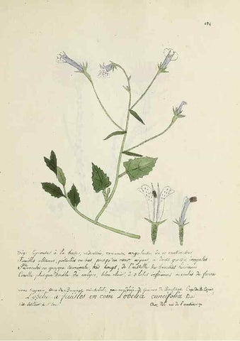 Reproducción/Reproduction 49500904373: Flore universelle. Saint-Denis :Au Bureau et chez Meilhac :[1848]-[1849]. 