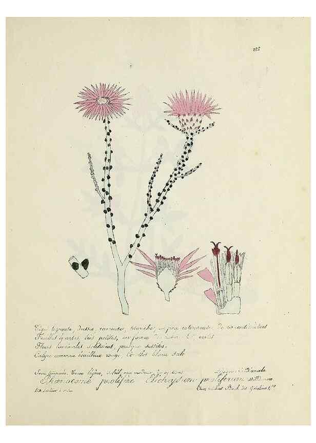 Reproducción/Reproduction 49500904683: Flore universelle. Saint-Denis :Au Bureau et chez Meilhac :[1848]-[1849]. 