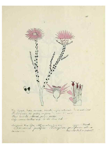 Reproducción/Reproduction 49500904683: Flore universelle. Saint-Denis :Au Bureau et chez Meilhac :[1848]-[1849]. 