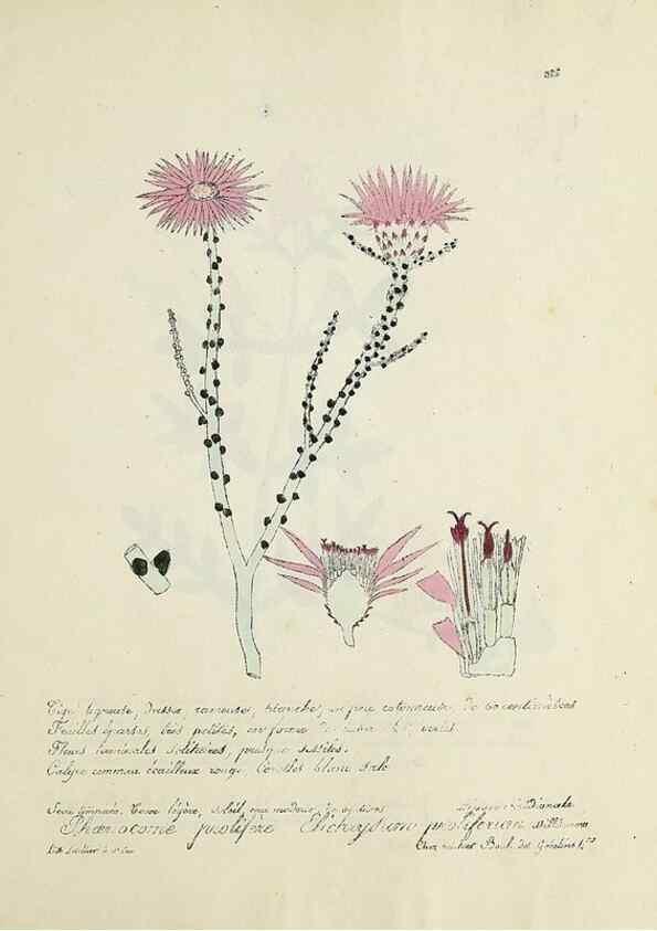 Reproducción/Reproduction 49500904683: Flore universelle. Saint-Denis :Au Bureau et chez Meilhac :[1848]-[1849]. 
