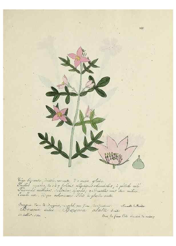 Reproducción/Reproduction 49501409796: Flore universelle. Saint-Denis :Au Bureau et chez Meilhac :[1848]-[1849]. 