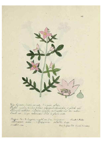 Reproducción/Reproduction 49501409796: Flore universelle. Saint-Denis :Au Bureau et chez Meilhac :[1848]-[1849]. 