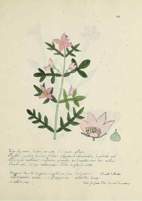 Reproducción/Reproduction 49501409796: Flore universelle. Saint-Denis :Au Bureau et chez Meilhac :[1848]-[1849]. 