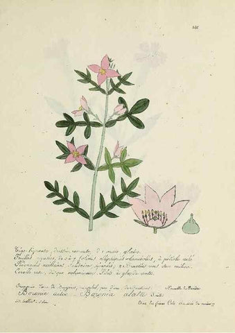 Reproducción/Reproduction 49501409796: Flore universelle. Saint-Denis :Au Bureau et chez Meilhac :[1848]-[1849]. 
