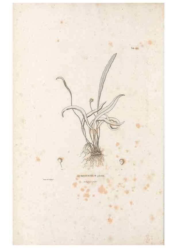 Reproducción/Reproduction 49520818473: Nova genera et species plantarum :. Antverpiae :Ex officina Christophori Plantini ...,1576.. 
