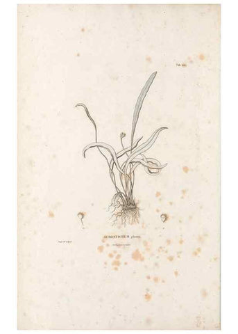 Reproducción/Reproduction 49520818473: Nova genera et species plantarum :. Antverpiae :Ex officina Christophori Plantini ...,1576.. 