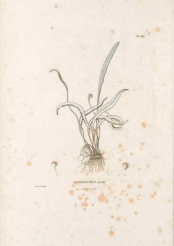 Reproducción/Reproduction 49520818473: Nova genera et species plantarum :. Antverpiae :Ex officina Christophori Plantini ...,1576.. 