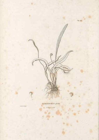 Reproducción/Reproduction 49520818473: Nova genera et species plantarum :. Antverpiae :Ex officina Christophori Plantini ...,1576.. 