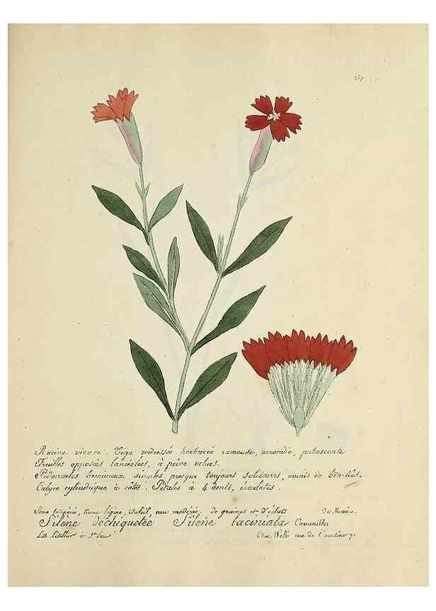Reproducción/Reproduction 49501410076: Flore universelle. Saint-Denis :Au Bureau et chez Meilhac :[1848]-[1849]. 