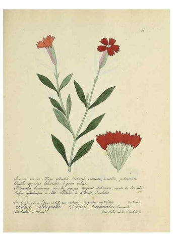 Reproducción/Reproduction 49501410076: Flore universelle. Saint-Denis :Au Bureau et chez Meilhac :[1848]-[1849]. 