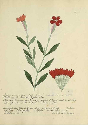Reproducción/Reproduction 49501410076: Flore universelle. Saint-Denis :Au Bureau et chez Meilhac :[1848]-[1849]. 