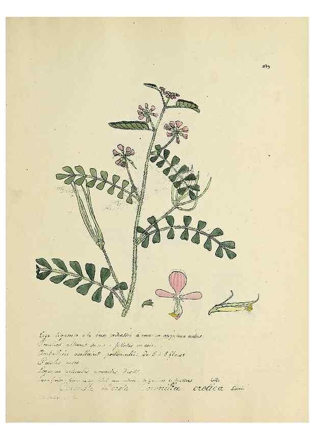 Reproducción/Reproduction 49500905903: Flore universelle. Saint-Denis :Au Bureau et chez Meilhac :[1848]-[1849]. 