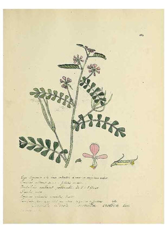 Reproducción/Reproduction 49500905903: Flore universelle. Saint-Denis :Au Bureau et chez Meilhac :[1848]-[1849]. 
