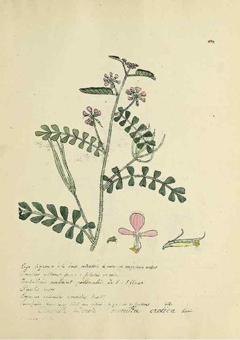 Reproducción/Reproduction 49500905903: Flore universelle. Saint-Denis :Au Bureau et chez Meilhac :[1848]-[1849]. 