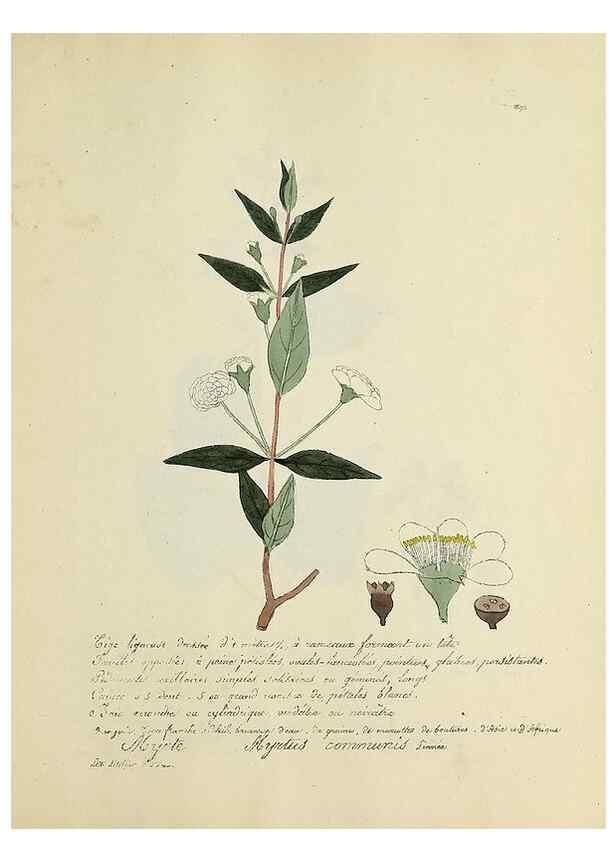 Reproducción/Reproduction 49500906228: Flore universelle. Saint-Denis :Au Bureau et chez Meilhac :[1848]-[1849]. 