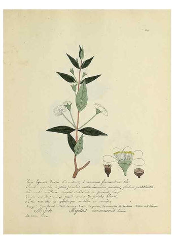 Reproducción/Reproduction 49500906228: Flore universelle. Saint-Denis :Au Bureau et chez Meilhac :[1848]-[1849]. 