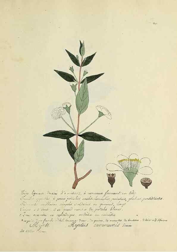 Reproducción/Reproduction 49500906228: Flore universelle. Saint-Denis :Au Bureau et chez Meilhac :[1848]-[1849]. 