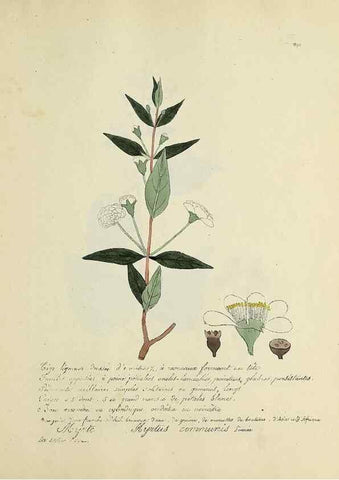 Reproducción/Reproduction 49500906228: Flore universelle. Saint-Denis :Au Bureau et chez Meilhac :[1848]-[1849]. 