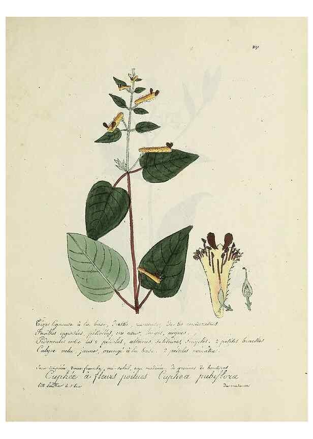 Reproducción/Reproduction 49501411451: Flore universelle. Saint-Denis :Au Bureau et chez Meilhac :[1848]-[1849]. 