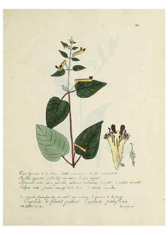 Reproducción/Reproduction 49501411451: Flore universelle. Saint-Denis :Au Bureau et chez Meilhac :[1848]-[1849]. 