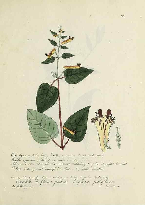 Reproducción/Reproduction 49501411451: Flore universelle. Saint-Denis :Au Bureau et chez Meilhac :[1848]-[1849]. 