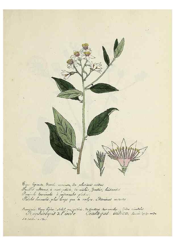 Reproducción/Reproduction 49500906873: Flore universelle. Saint-Denis :Au Bureau et chez Meilhac :[1848]-[1849]. 