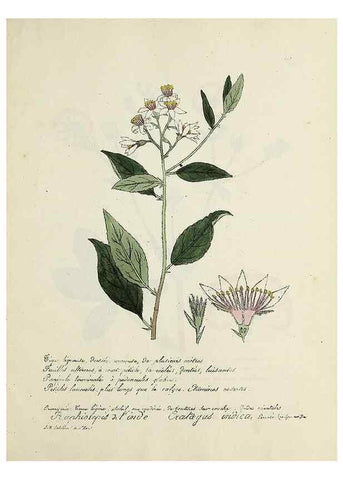Reproducción/Reproduction 49500906873: Flore universelle. Saint-Denis :Au Bureau et chez Meilhac :[1848]-[1849]. 