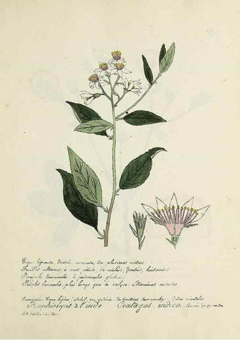 Reproducción/Reproduction 49500906873: Flore universelle. Saint-Denis :Au Bureau et chez Meilhac :[1848]-[1849]. 
