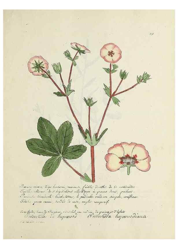 Reproducción/Reproduction 49501635642: Flore universelle. Saint-Denis :Au Bureau et chez Meilhac :[1848]-[1849]. 