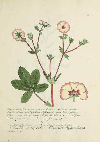 Reproducción/Reproduction 49501635642: Flore universelle. Saint-Denis :Au Bureau et chez Meilhac :[1848]-[1849]. 