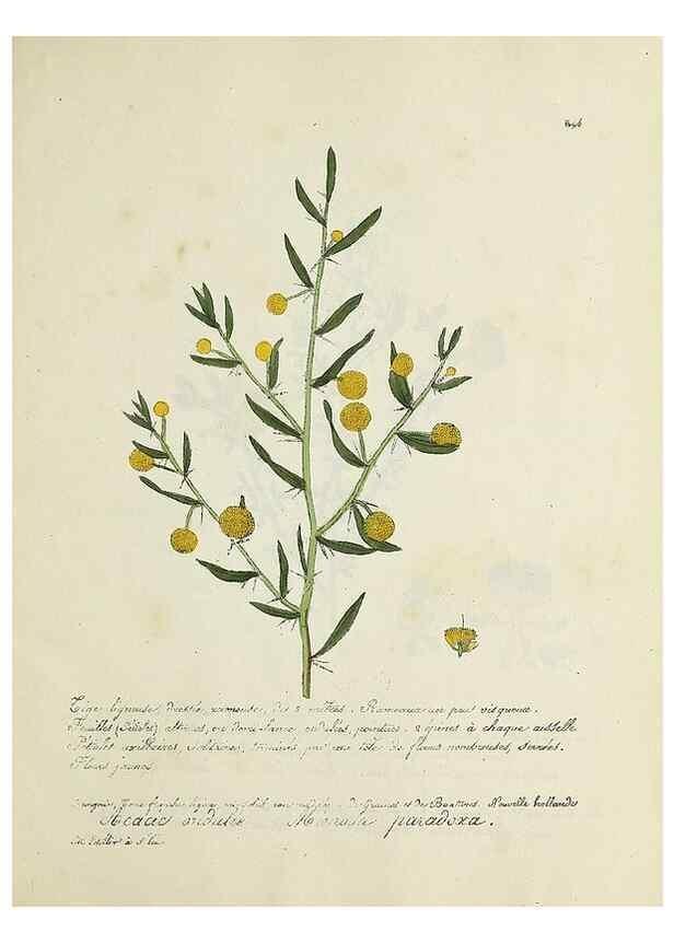 Reproducción/Reproduction 49500907438: Flore universelle. Saint-Denis :Au Bureau et chez Meilhac :[1848]-[1849]. 