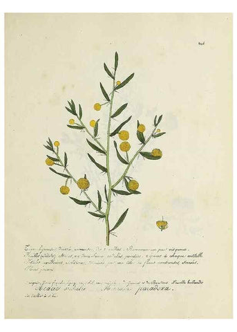 Reproducción/Reproduction 49500907438: Flore universelle. Saint-Denis :Au Bureau et chez Meilhac :[1848]-[1849]. 