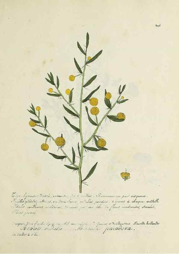 Reproducción/Reproduction 49500907438: Flore universelle. Saint-Denis :Au Bureau et chez Meilhac :[1848]-[1849]. 