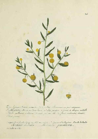 Reproducción/Reproduction 49500907438: Flore universelle. Saint-Denis :Au Bureau et chez Meilhac :[1848]-[1849]. 
