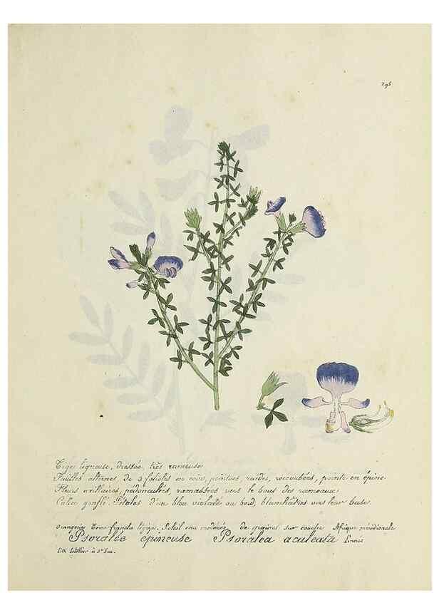 Reproducción/Reproduction 49501412616: Flore universelle. Saint-Denis :Au Bureau et chez Meilhac :[1848]-[1849]. 