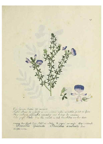 Reproducción/Reproduction 49501412616: Flore universelle. Saint-Denis :Au Bureau et chez Meilhac :[1848]-[1849]. 
