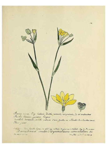 Reproducción/Reproduction 49500905613: Flore universelle. Saint-Denis :Au Bureau et chez Meilhac :[1848]-[1849]. 