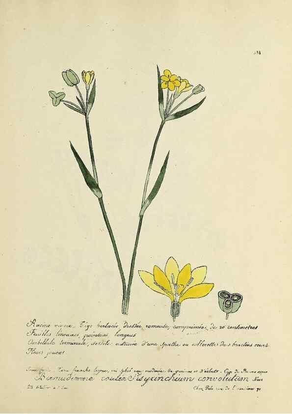 Reproducción/Reproduction 49500905613: Flore universelle. Saint-Denis :Au Bureau et chez Meilhac :[1848]-[1849]. 