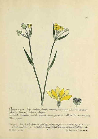 Reproducción/Reproduction 49500905613: Flore universelle. Saint-Denis :Au Bureau et chez Meilhac :[1848]-[1849]. 