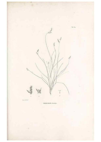 Reproducción/Reproduction 49521355871: Nova genera et species plantarum :. Antverpiae :Ex officina Christophori Plantini ...,1576.. 