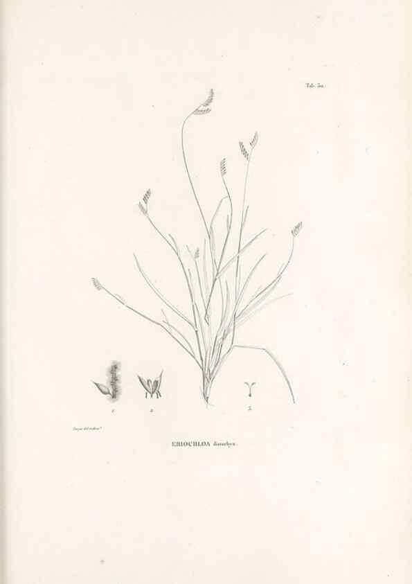 Reproducción/Reproduction 49521355871: Nova genera et species plantarum :. Antverpiae :Ex officina Christophori Plantini ...,1576.. 